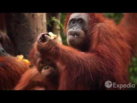 Copy of Malaysia Vacation Travel Guide   Expedia   YouTube 360p